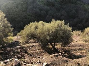 Terreni e lotti in vendita a Torrox Pueblo