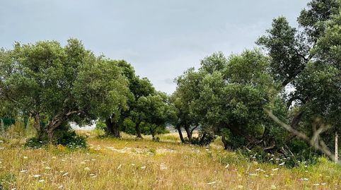Photo 5 of Land for sale in El Palmar, Vejer de la Frontera