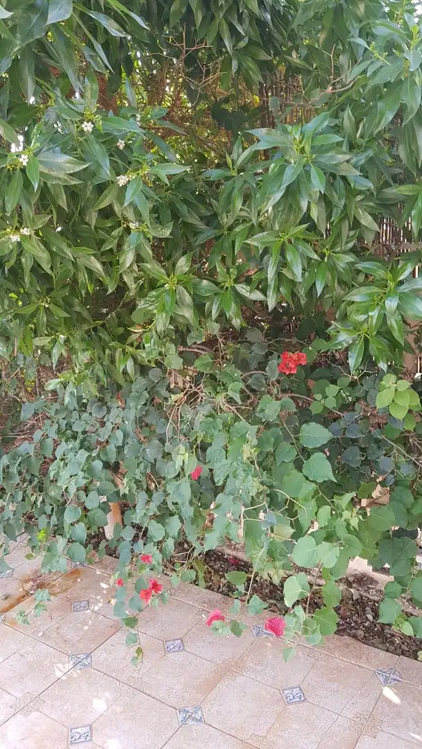 Detached house with terrace for sale in Perleta - Maitino, imagen 89
