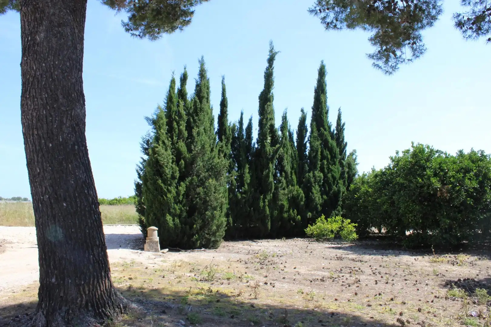 Finca rústica en venta en Oliva