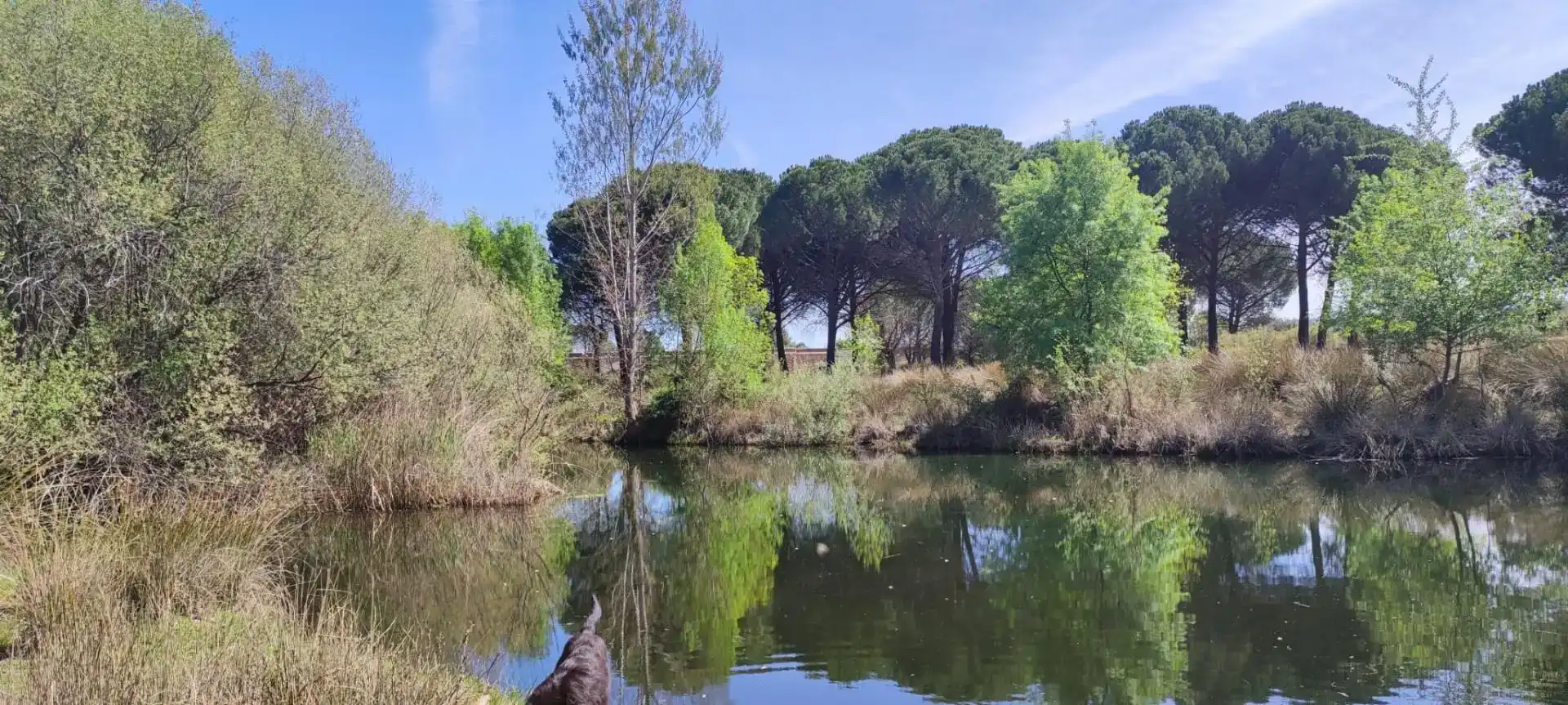 Grundstücke zur Miete in Piedrabuena