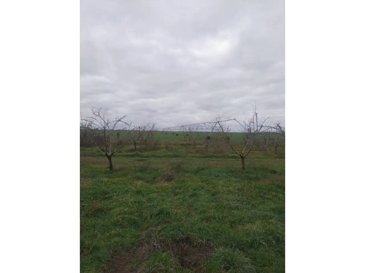 Terreny en venda en Daimiel