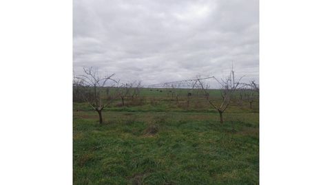 Finca rustica en venta en Daimiel, imagen 4