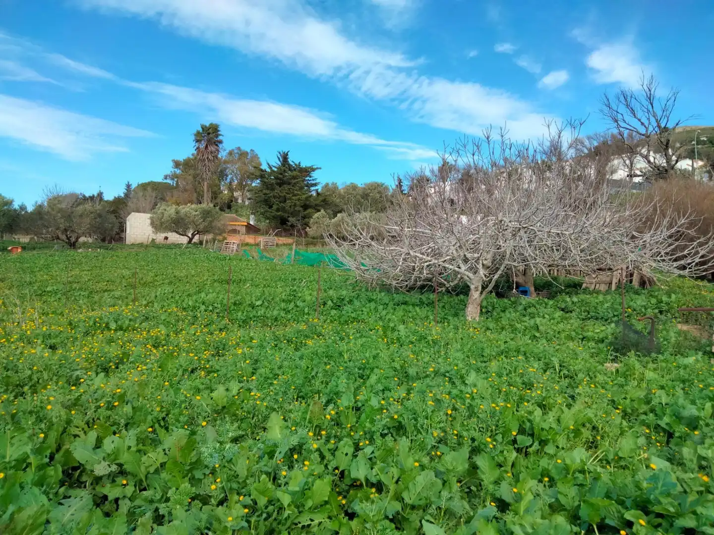 Terreny residencial en venda a Medina Sidonia, imagen 2