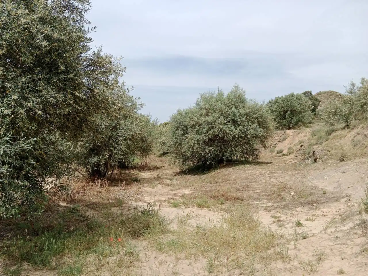 Terreni e lotti in vendita a Tamarite de Litera, imagen 7