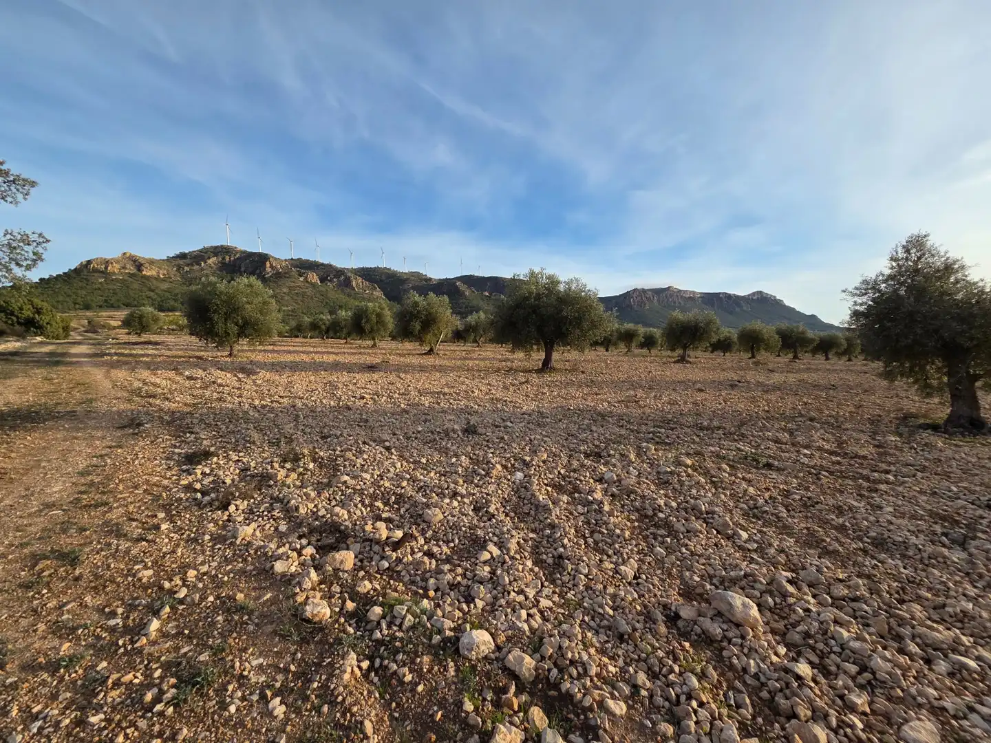 Terreny residencial en venda a Jumilla, imagen 7