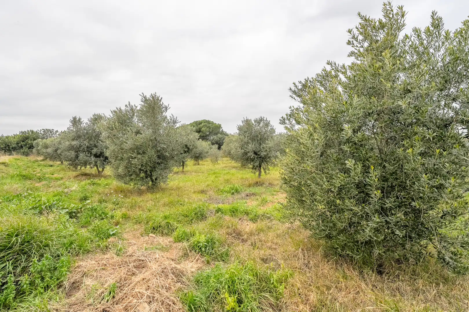 Casa rústica con jardín en venta en Riudoms, imagen 36