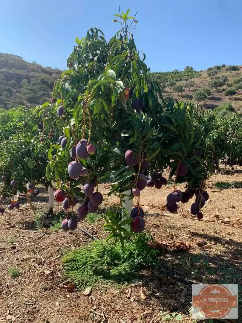 Jardín de Terreno en venta en Almáchar, Málaga