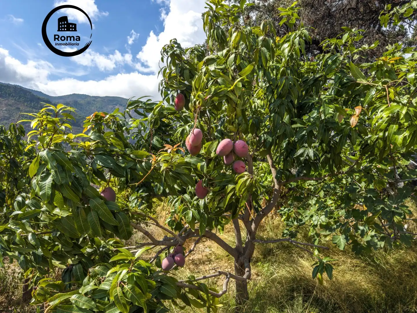 Jardí de Finca rústica en venda en Los Guájares amb Terrassa i Traster