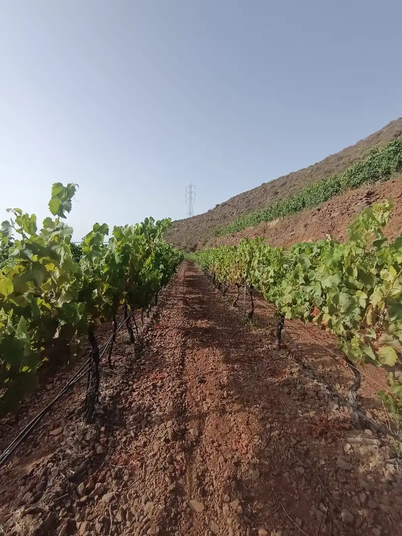 Terreno rustico in vendita a Arico, imagen 14