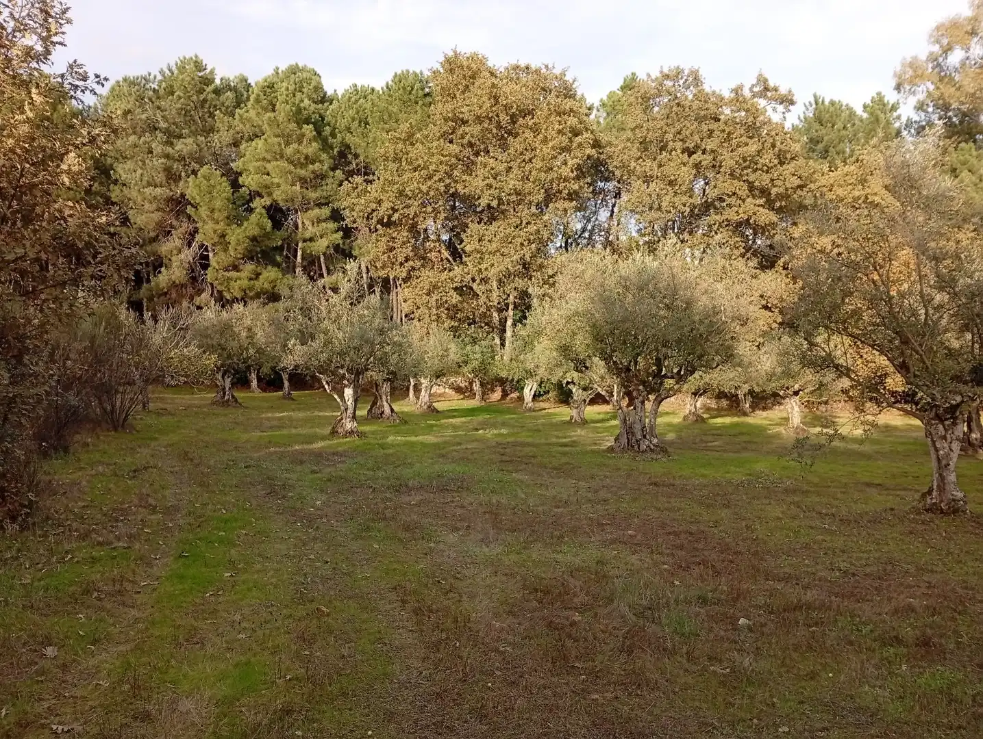 Terreni e lotti in vendita a Villanueva de la Vera, imagen 28