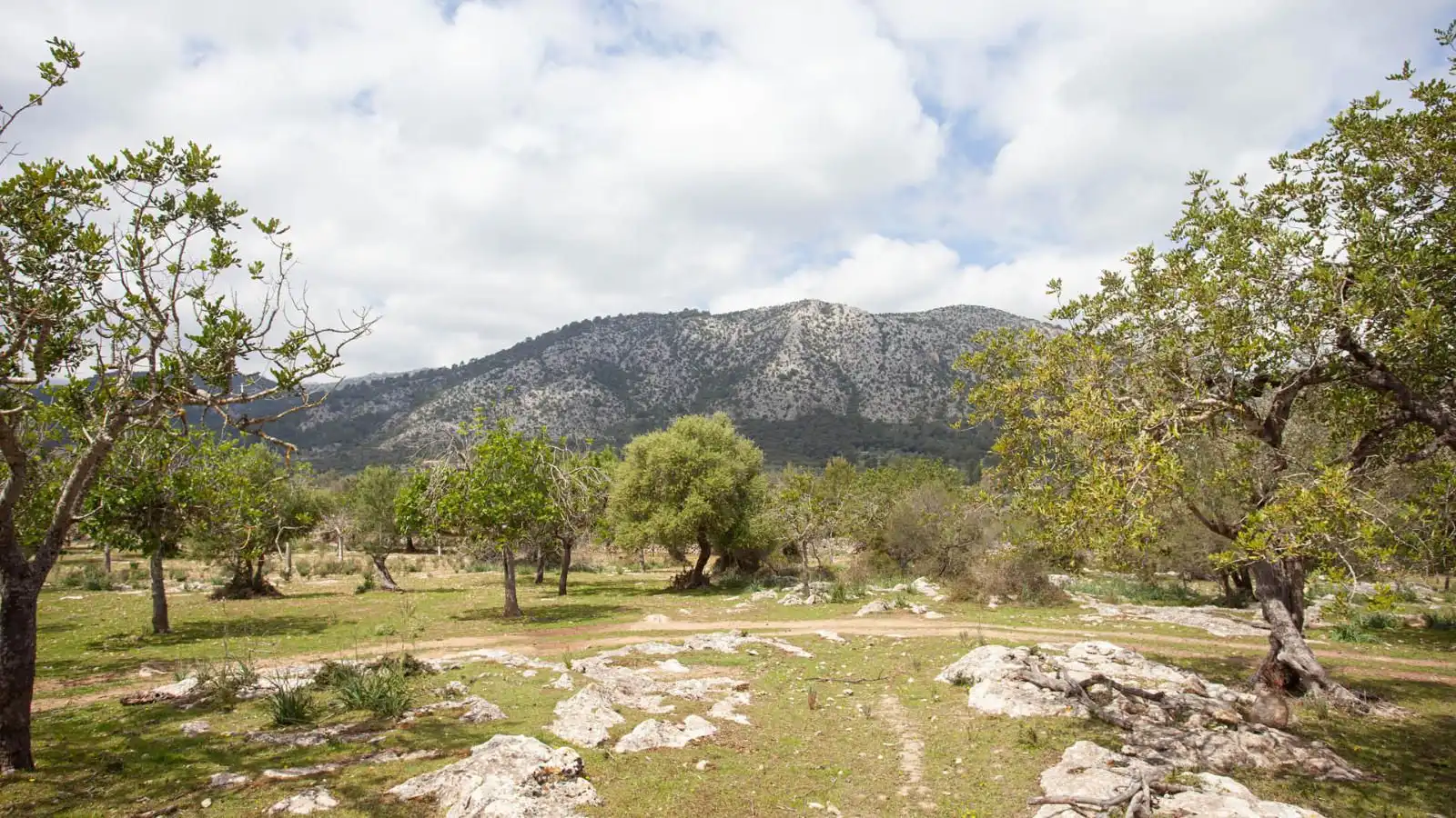 Casa rústica amb jardí en venda a Pollença Poble, imagen 24