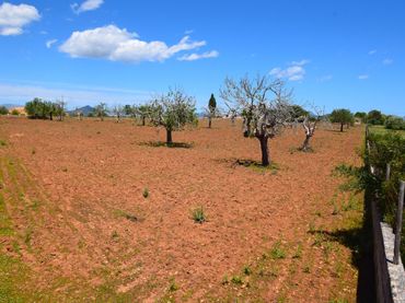 Terreny residencial en venda a Santa Margalida Poble