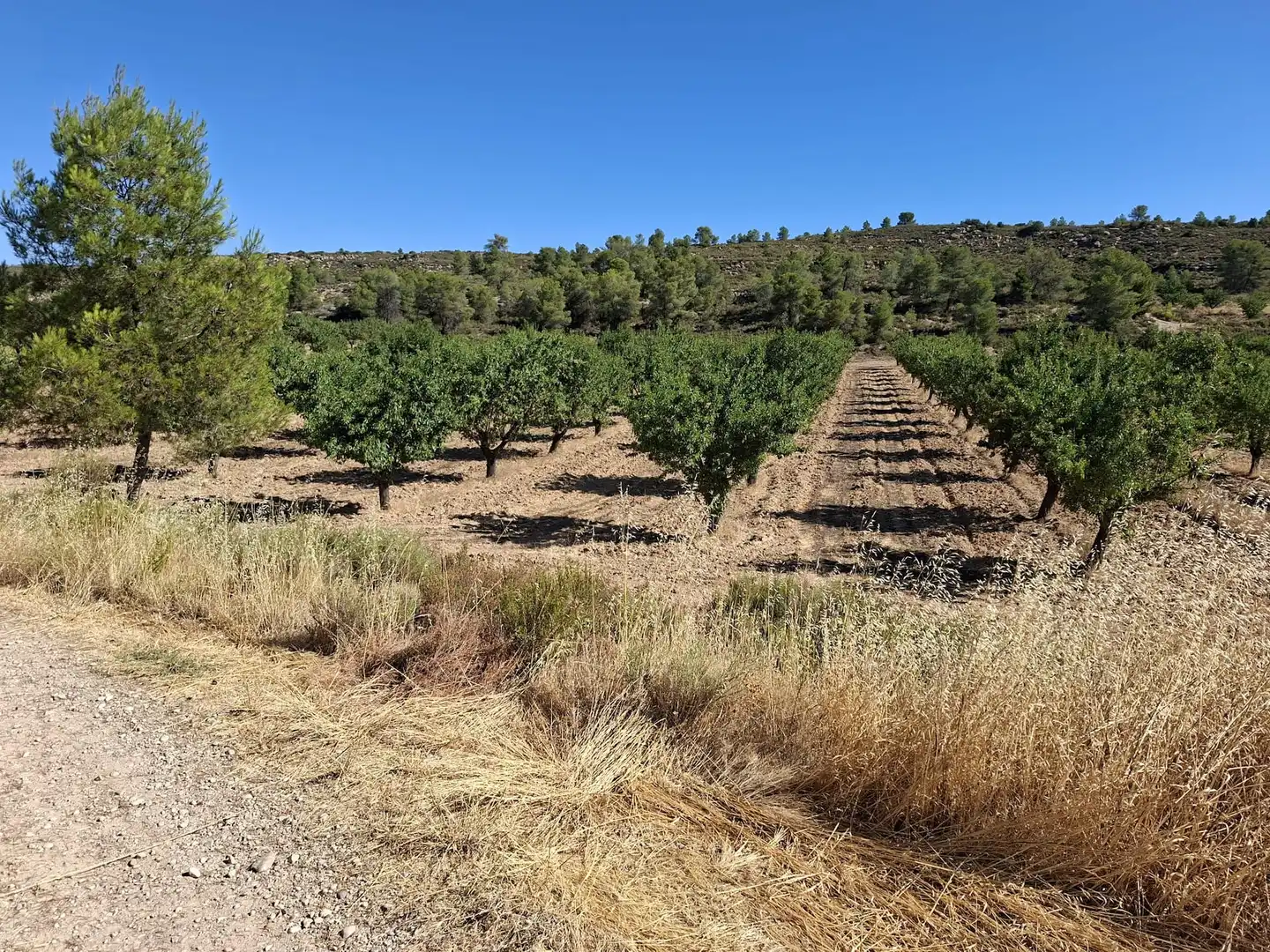 Finca rústica en venta en Maella