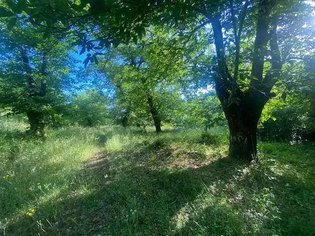 Terreni e lotti in vendita a Fuenteheridos, imagen 3