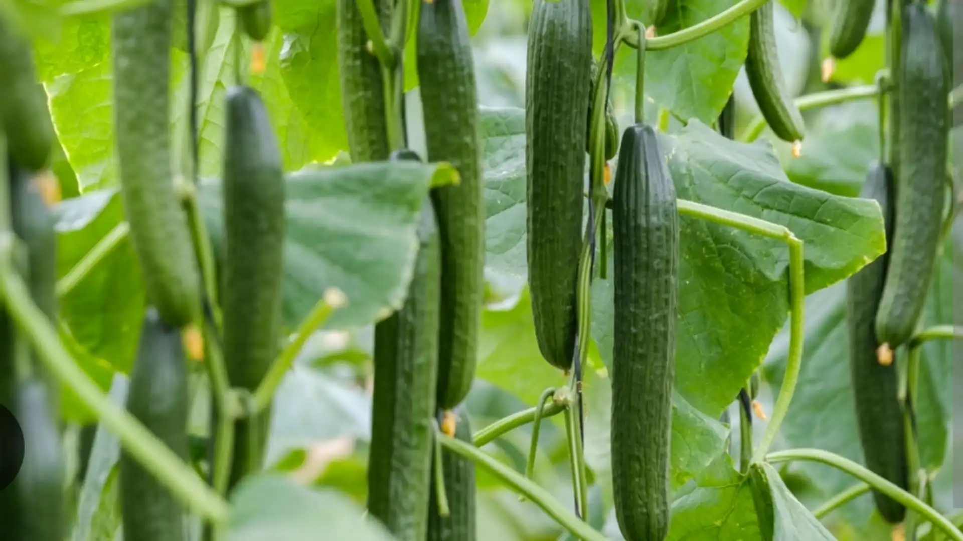 Terreno en venta en Cabo de Gata