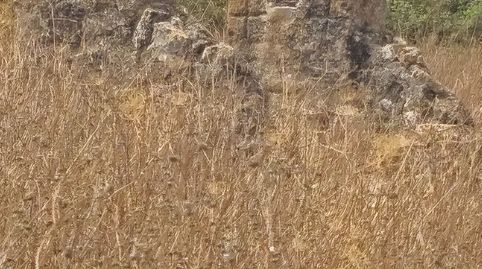 Finca rústica con dos pozos escriturados en Sant Joan, immagine 2