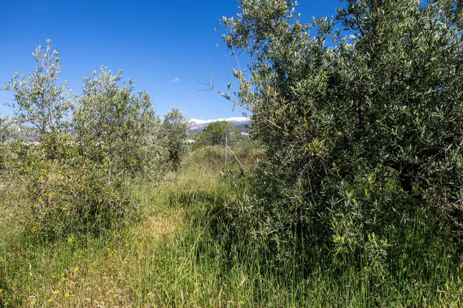 Rural land for sale in Polígono 3 Parcela 220 Arnique, imagen 14