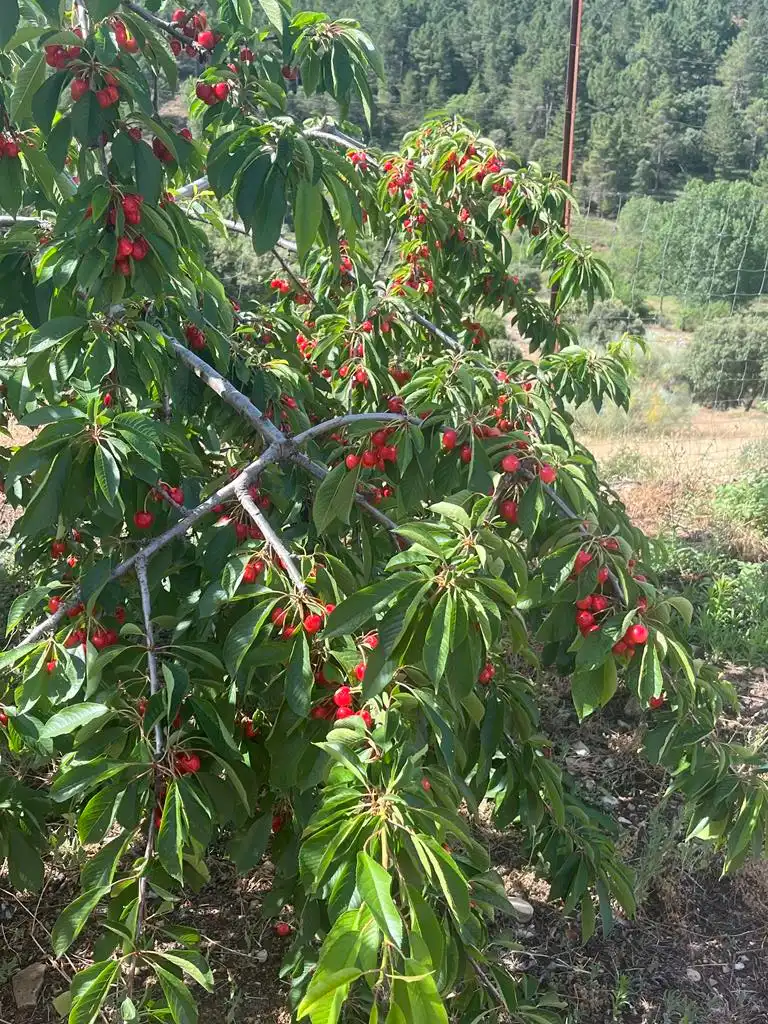 Jardín de Terreno en venta en Vianos