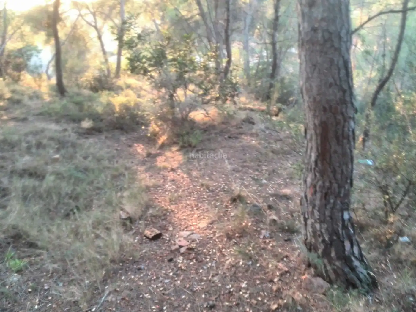 Terreny rústic en venda a Plaça Poligono 11 316, imagen 2
