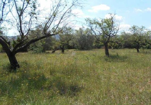 Land for sale in Albocàsser