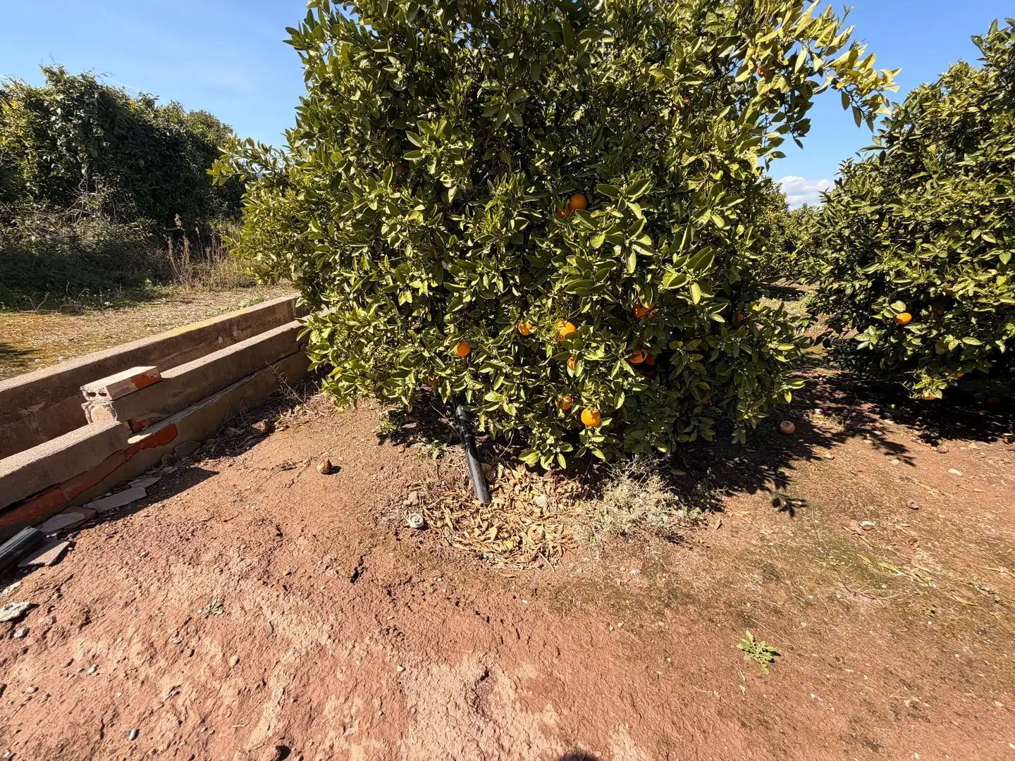Rural land for sale in Almenara, imagen 36