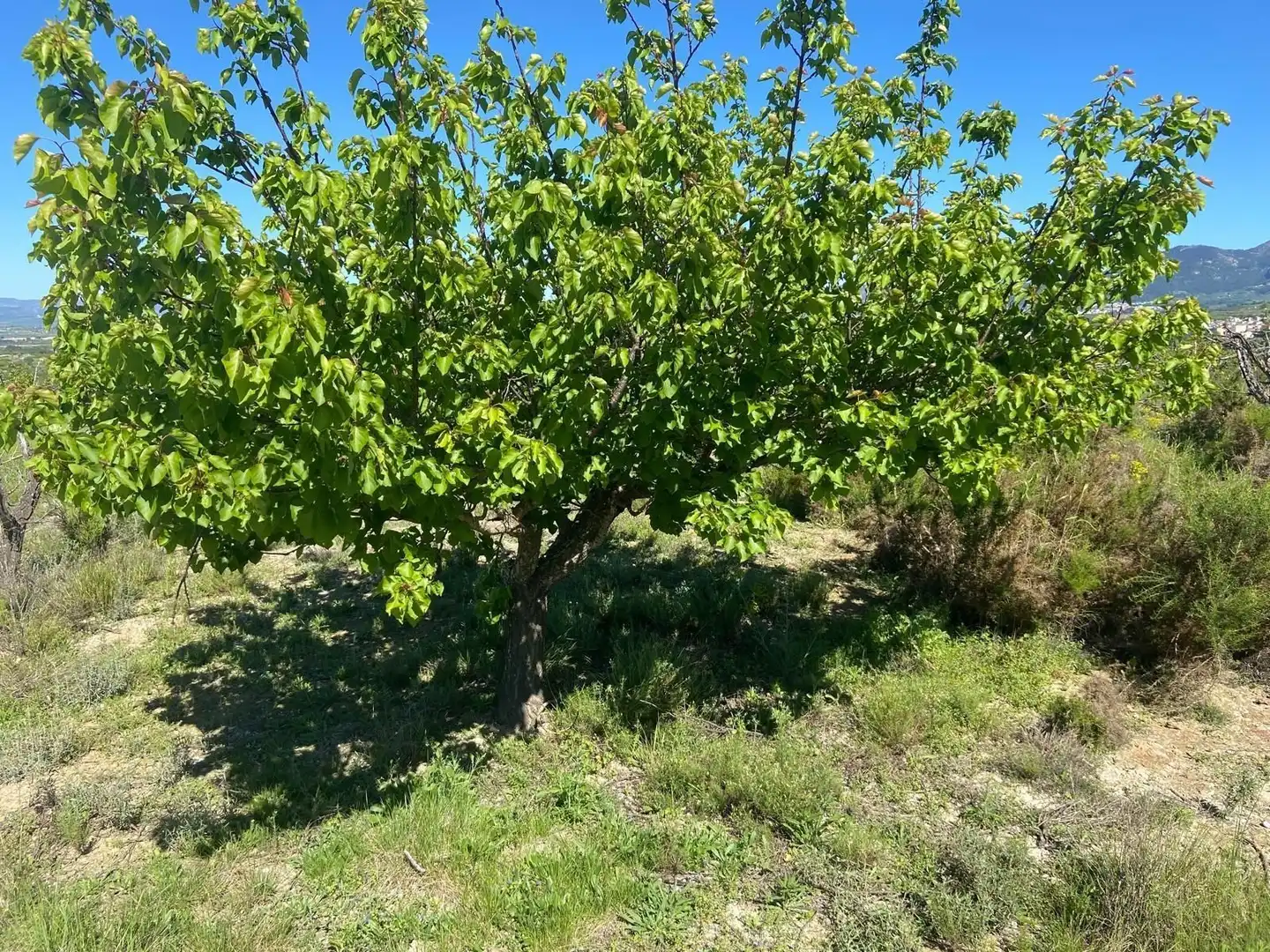 Rustikales Grundstück zum Verkauf in El Palomar, imagen 7