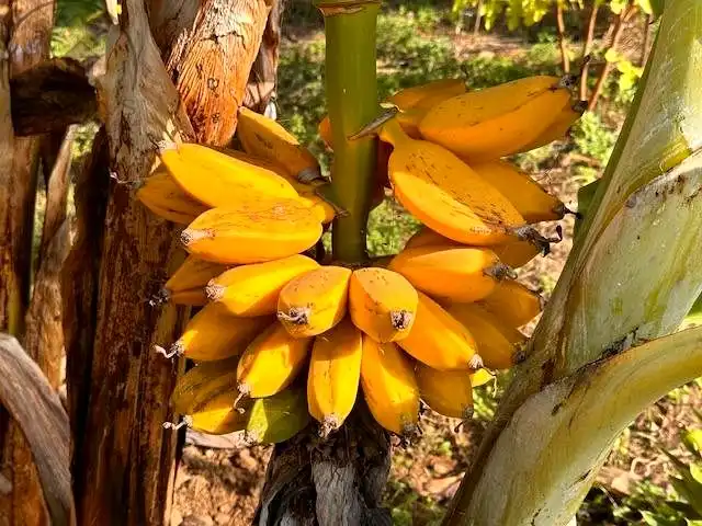 Jardí de Finca rústica en venda en La Orotava amb Jardí privat i Terrassa