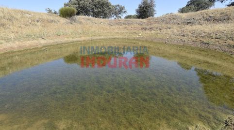 Finca de 18600 m2 poblada de encinas situada a 700 m del casco urbano de Millanes y a 60 m de la carretera Millanes, Cáceres, immagine 4