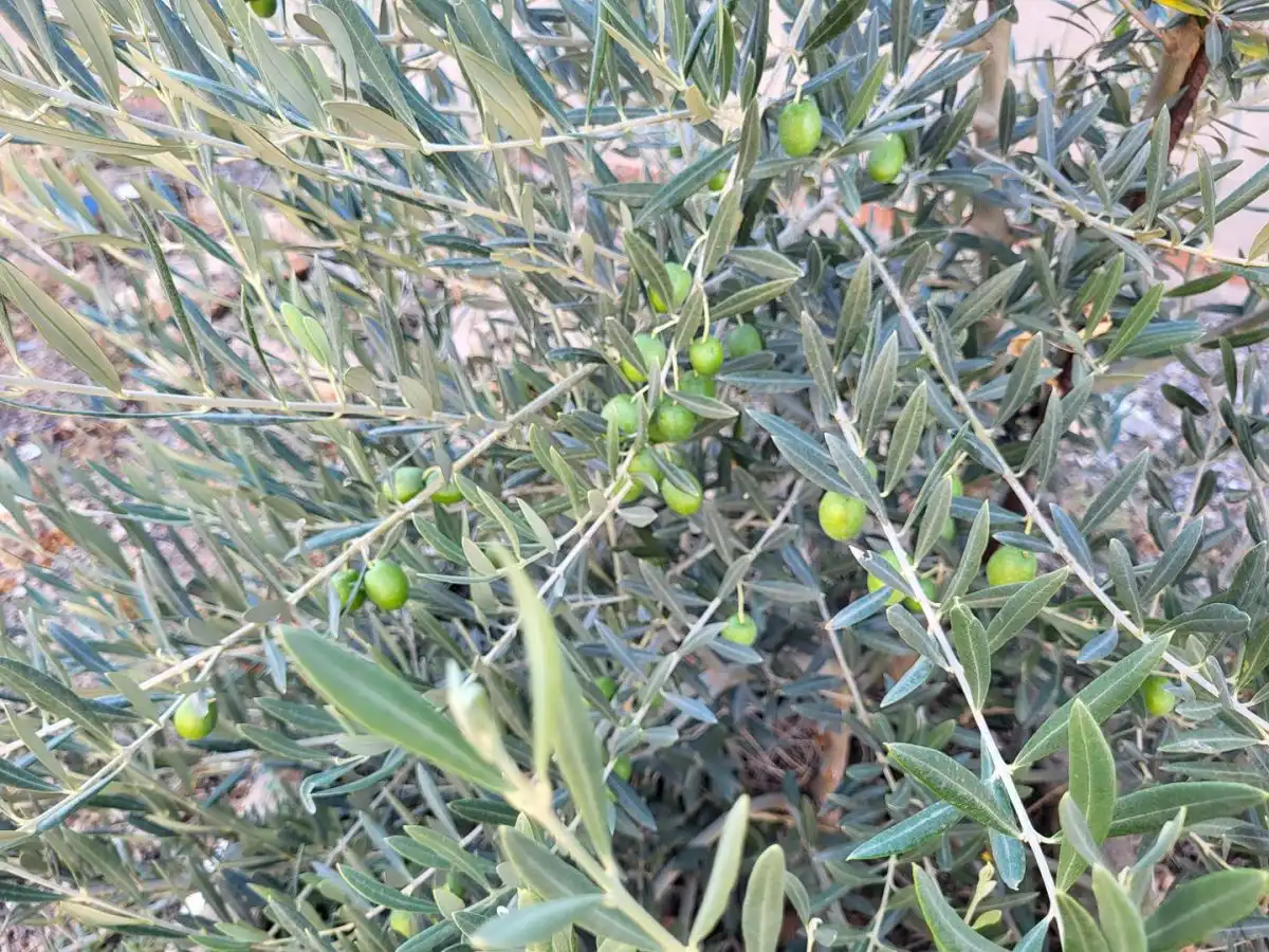 Jardí de Casa o xalet en venda en Sisante amb Calefacció, Jardí privat i Terrassa