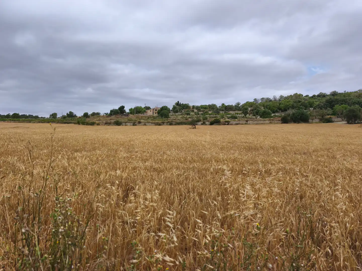 Terreno en venta en Montuïri
