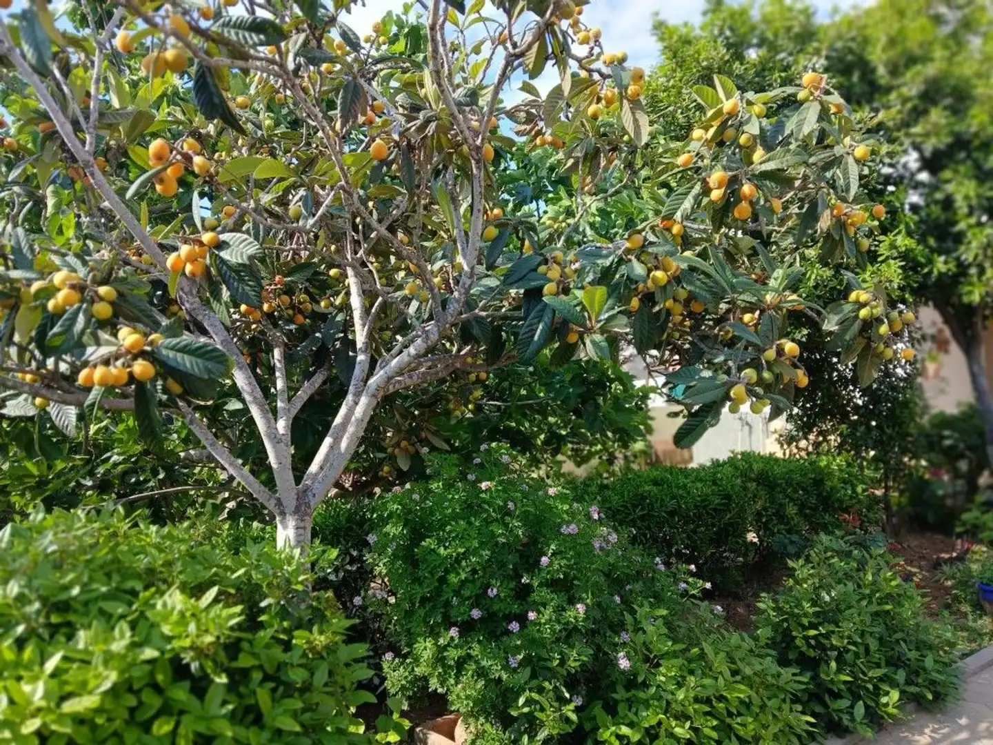 Jardí de Casa adosada en venda en Montserrat amb Calefacció, Jardí privat i Terrassa