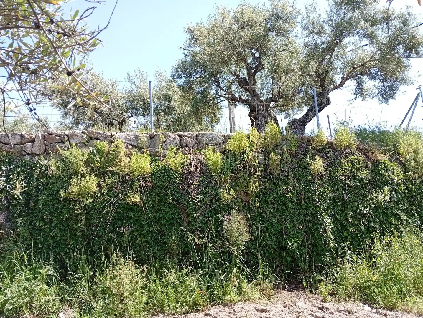 Terreni e lotti in vendita a Villanueva de la Vera, imagen 68