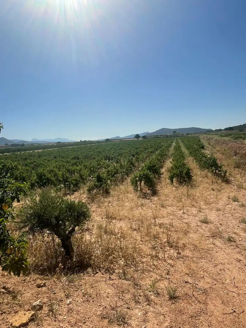 Terreno rústico en venta en El Pinós / Pinoso, imagen 15
