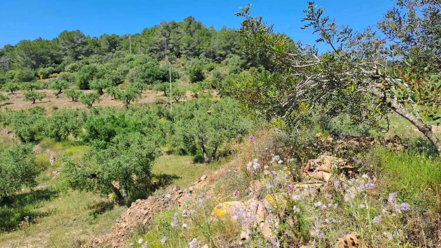 Finca rústica en venda en Riudecanyes
