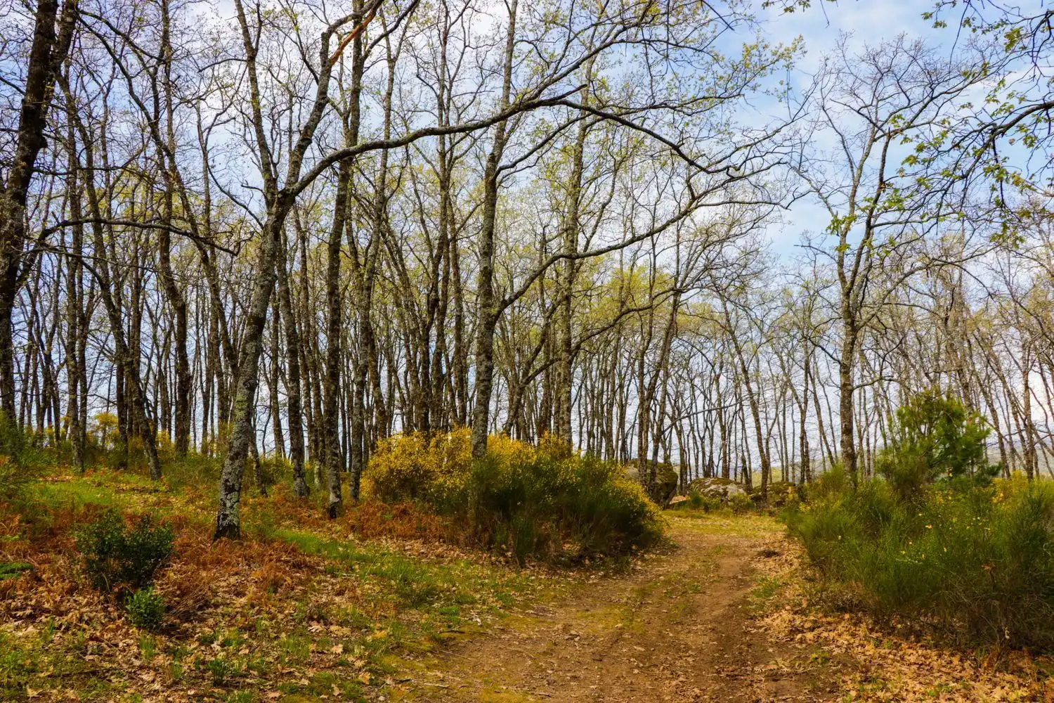 Finca rústica en venda en Jarandilla de la Vera amb Aire condicionat, Calefacció i Jardí privat