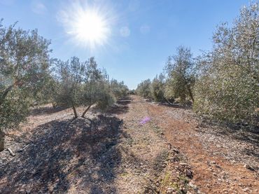 Terreno rustico in vendita a Pago cortijo de las Monjas