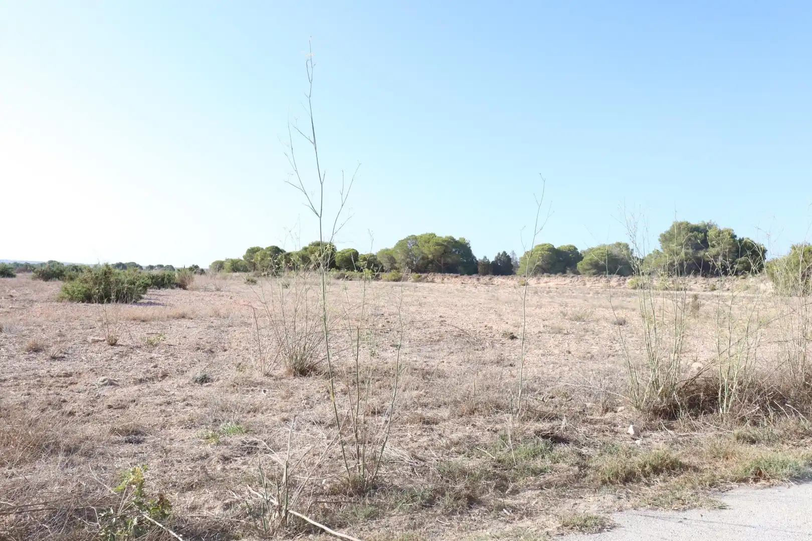 Terrain rustique à vendre à Valverde, imagen 5