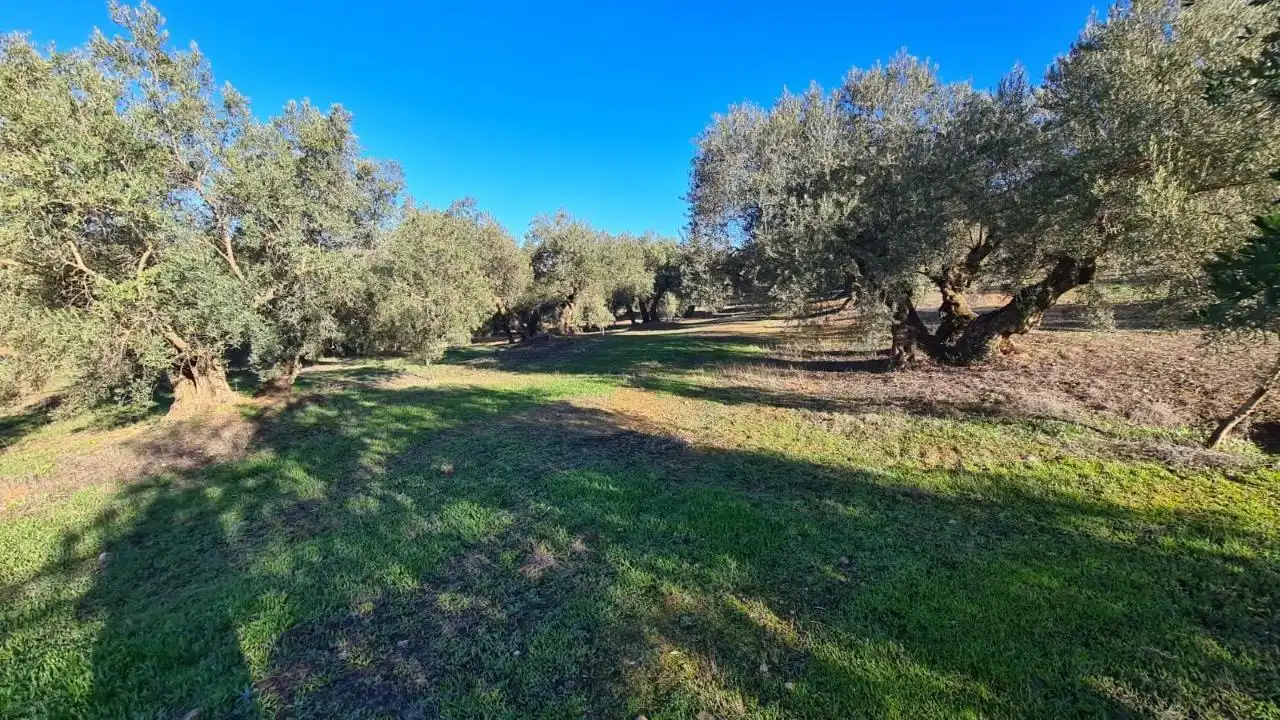 Terreny rústic en venda a CORTIJO DE MORA Y MARAÑON, imagen 6