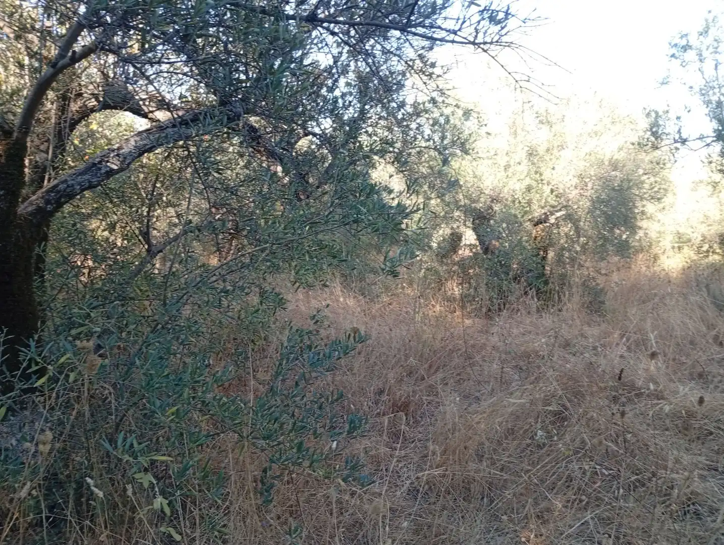 Terreni e lotti in vendita a Villanueva de la Vera, imagen 15