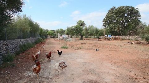 Finca rústica con pequeña caseta, immagine 4