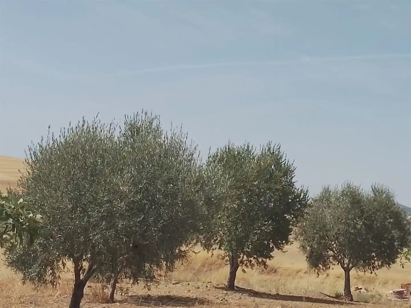 Finca rústica en venda en Peñarroya-Pueblonuevo, Córdoba
