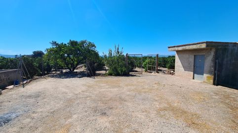 CAMPO DE NAVELINAS EN VENTA