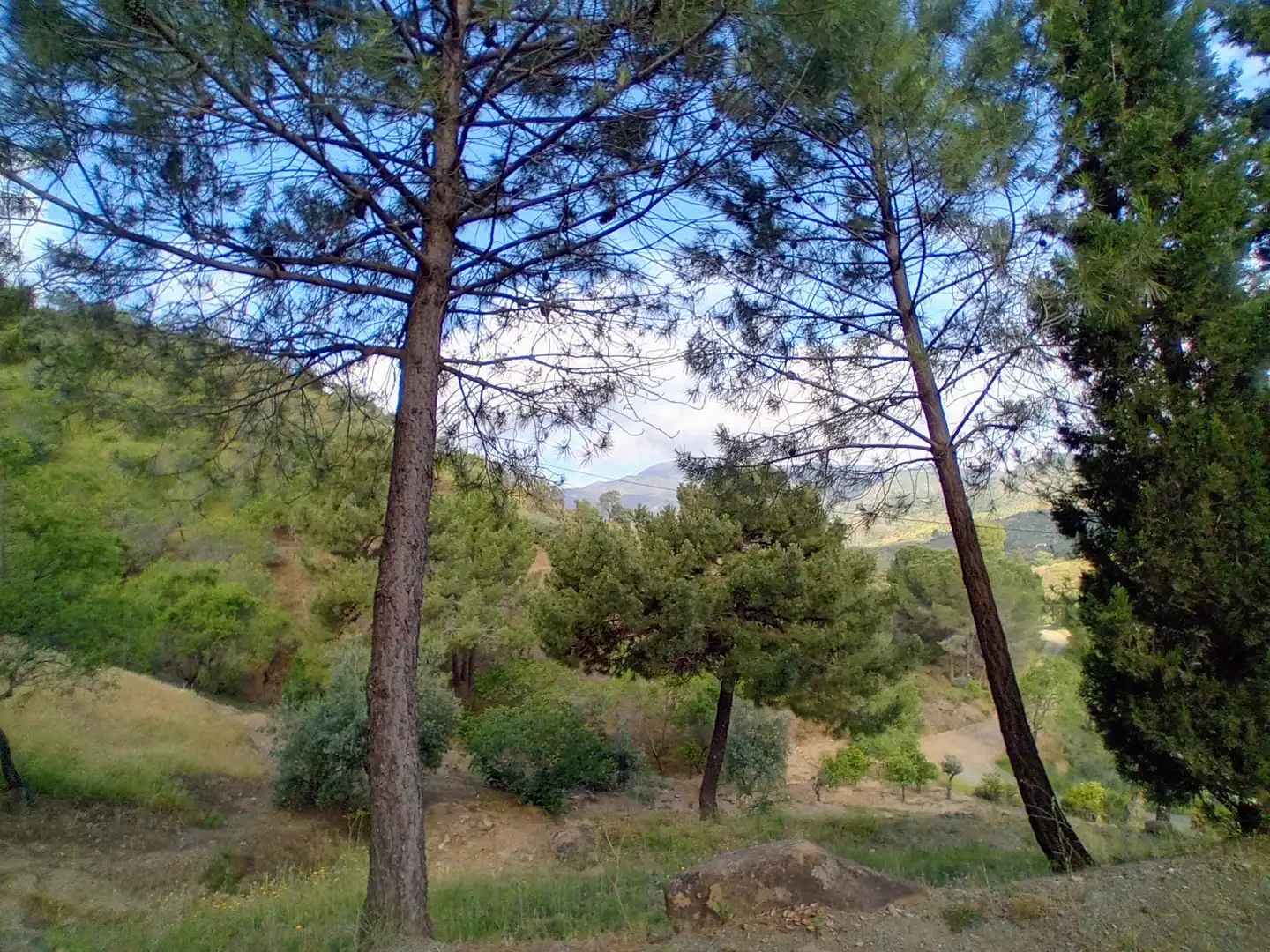 Terreno rustico in vendita a Monda, imagen 2
