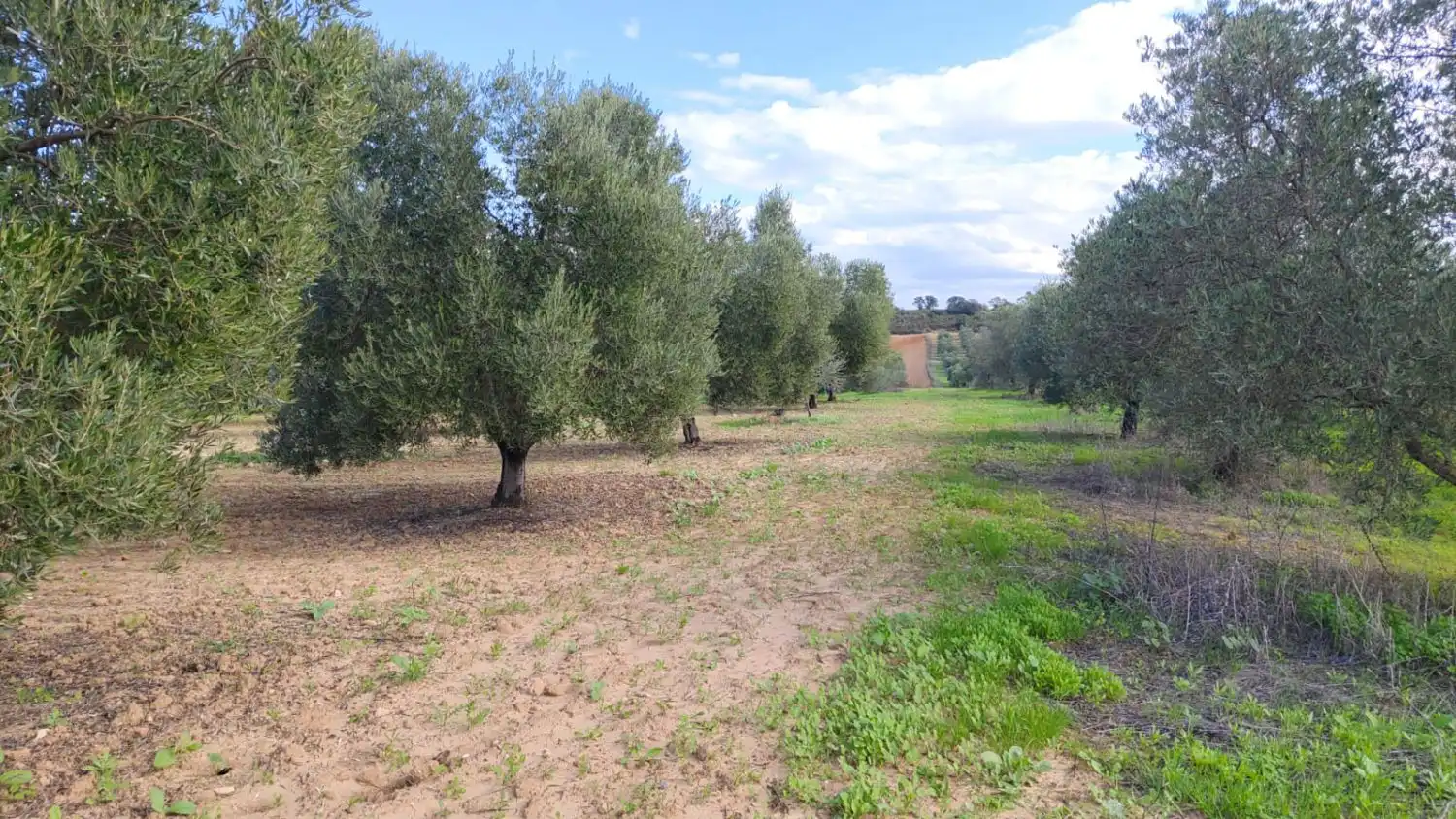 Maison rustique à vendre à Gibraleón, imagen 4