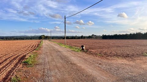 Finca en Llubi, imatge 3