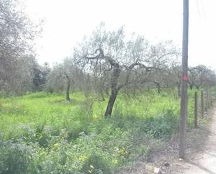 Industrial land for sale in Bollullos de la Mitación