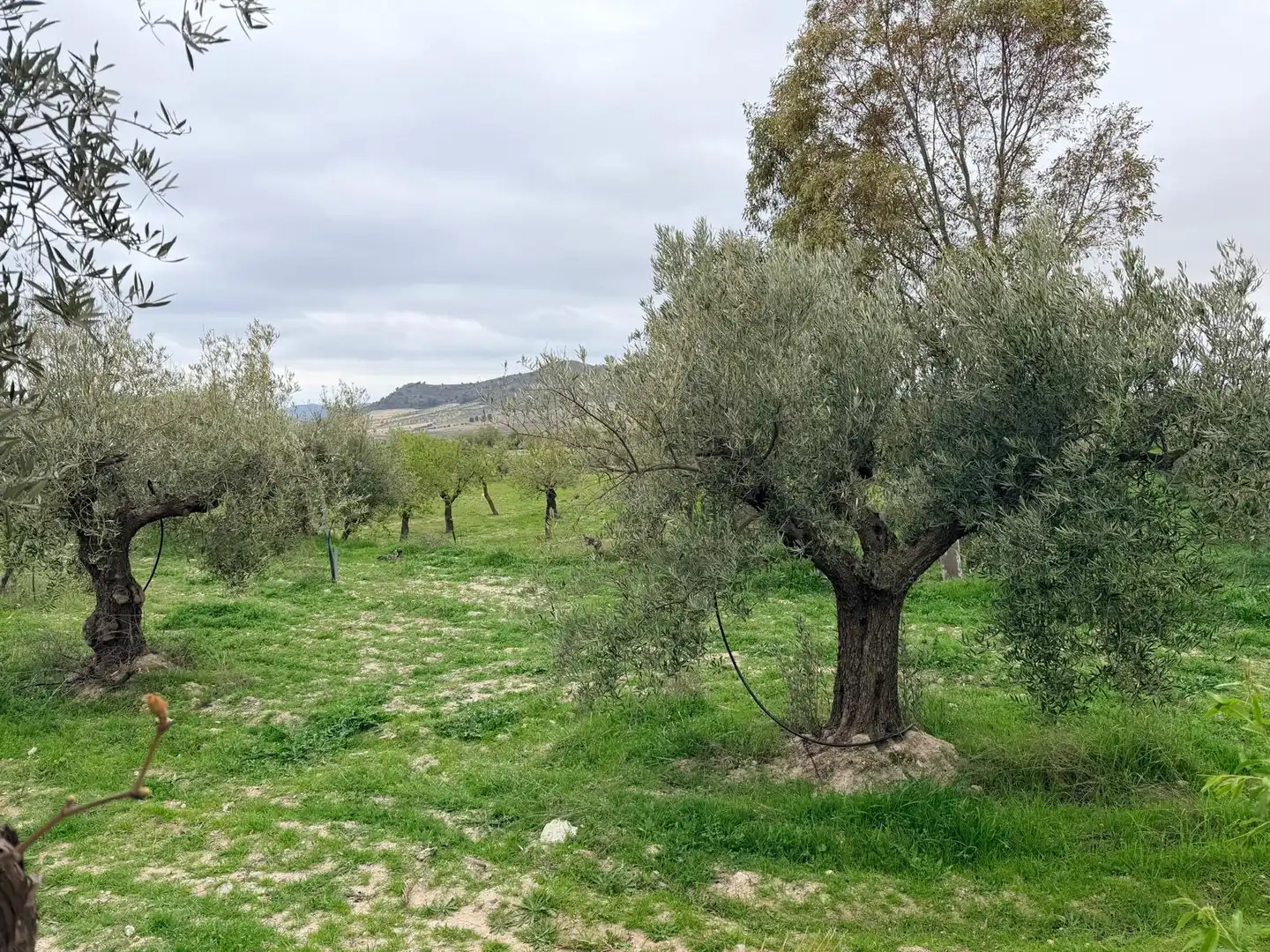 House for sale in Oria, imagen 46