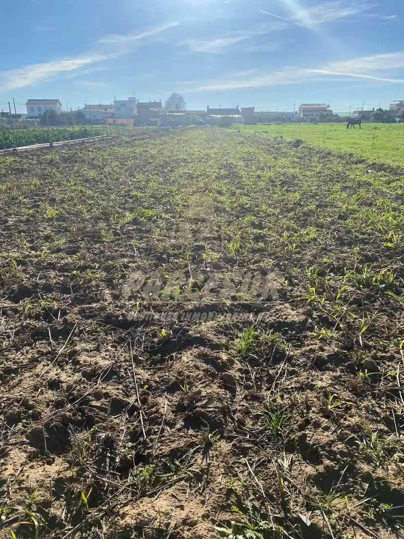 Terreny rústic en venda a Almodóvar del Río
