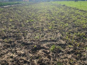 Rural land for sale in Almodóvar del Río
